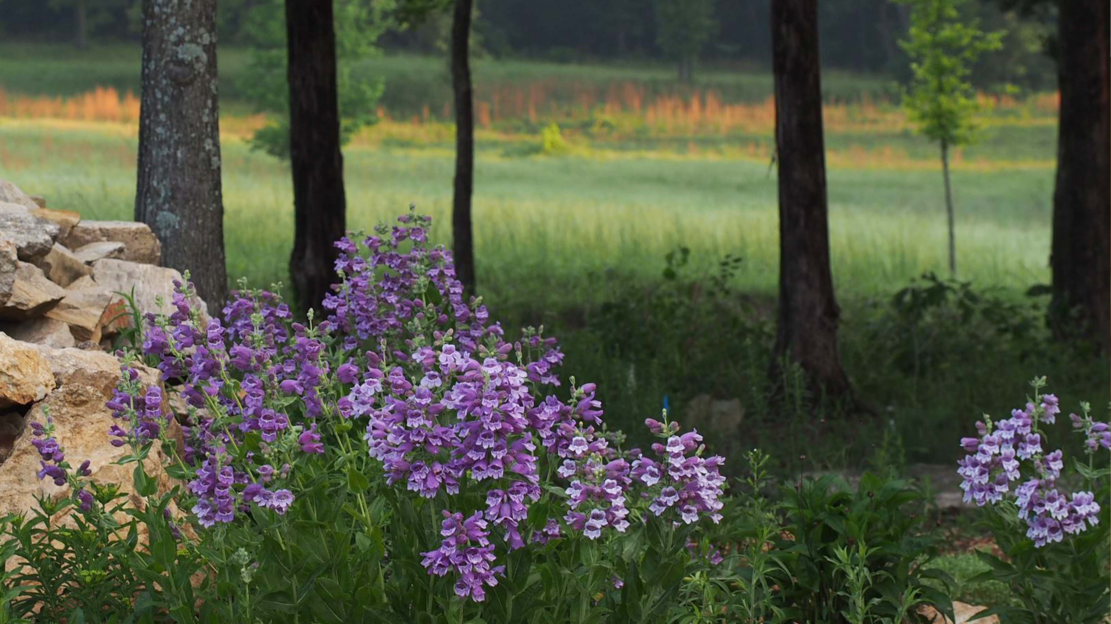 Penstemon cobaea in full flowering