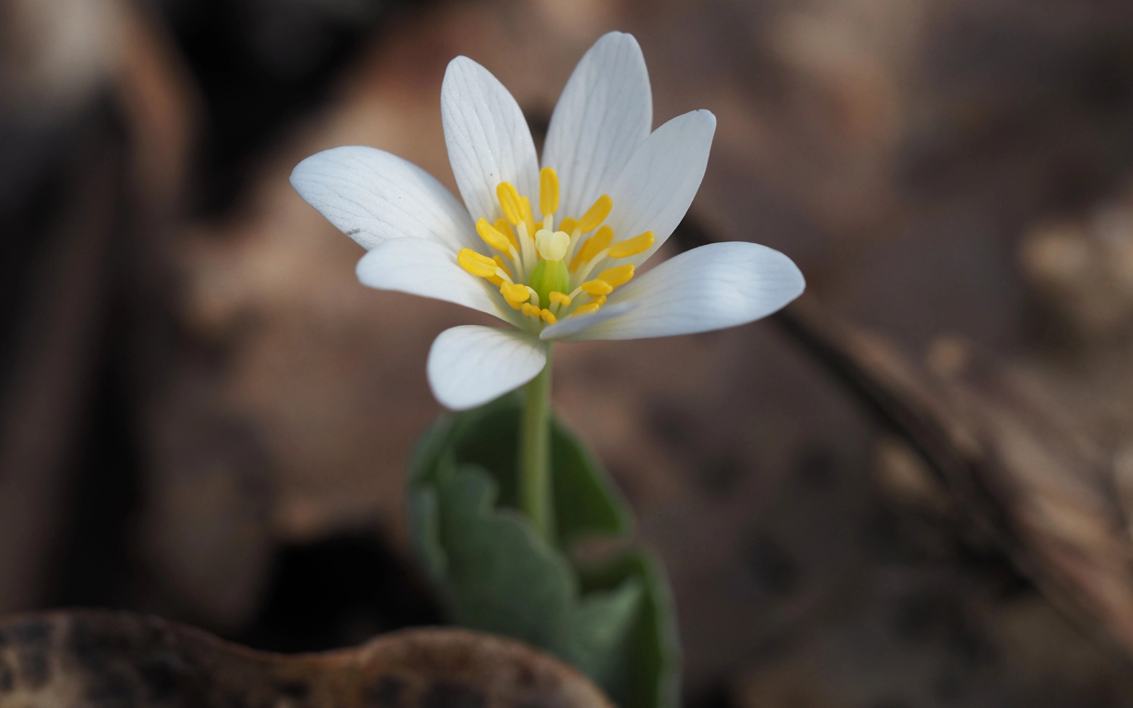 Stamens with yellow anthers, Green pistal with pale yellow stigma