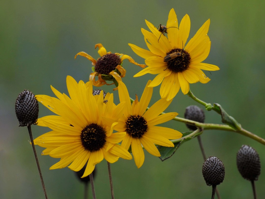 with Ratibida pinnata