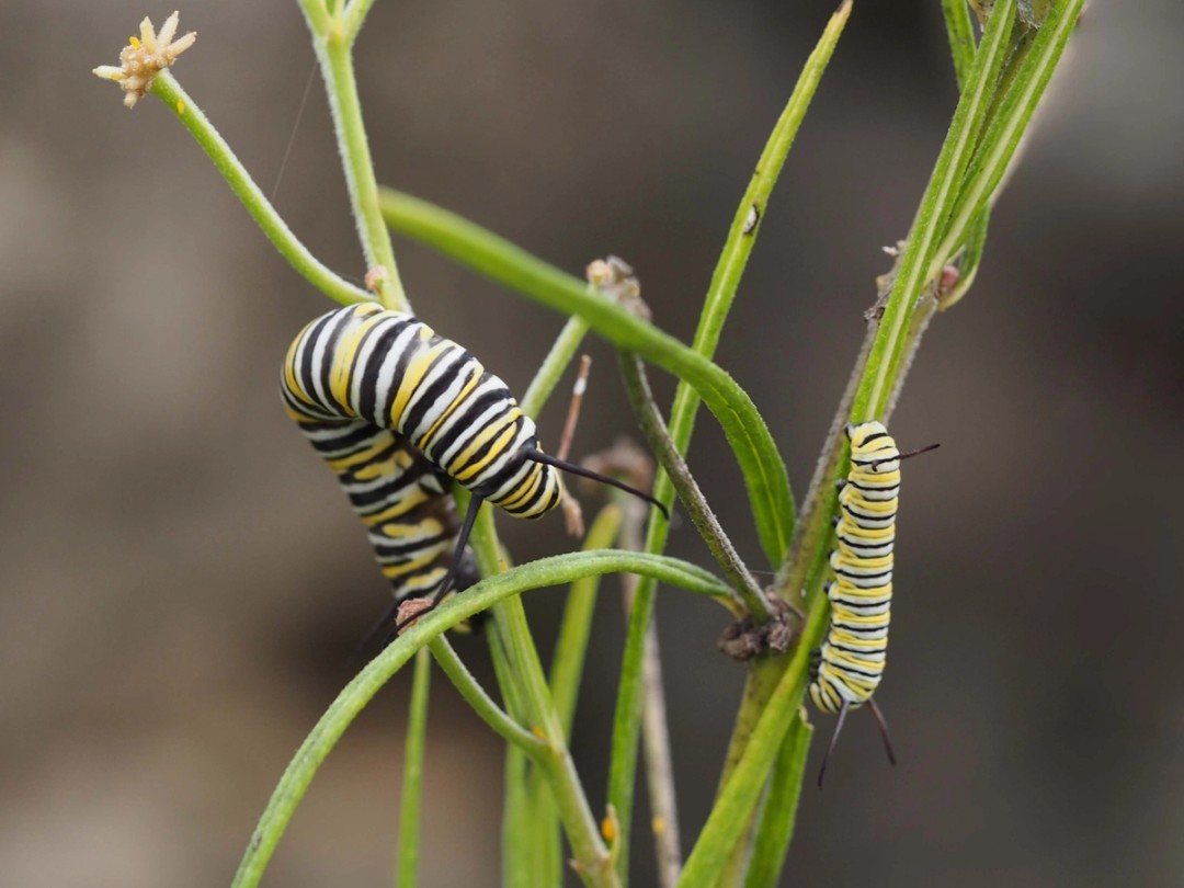 Two Monarch caterpillars