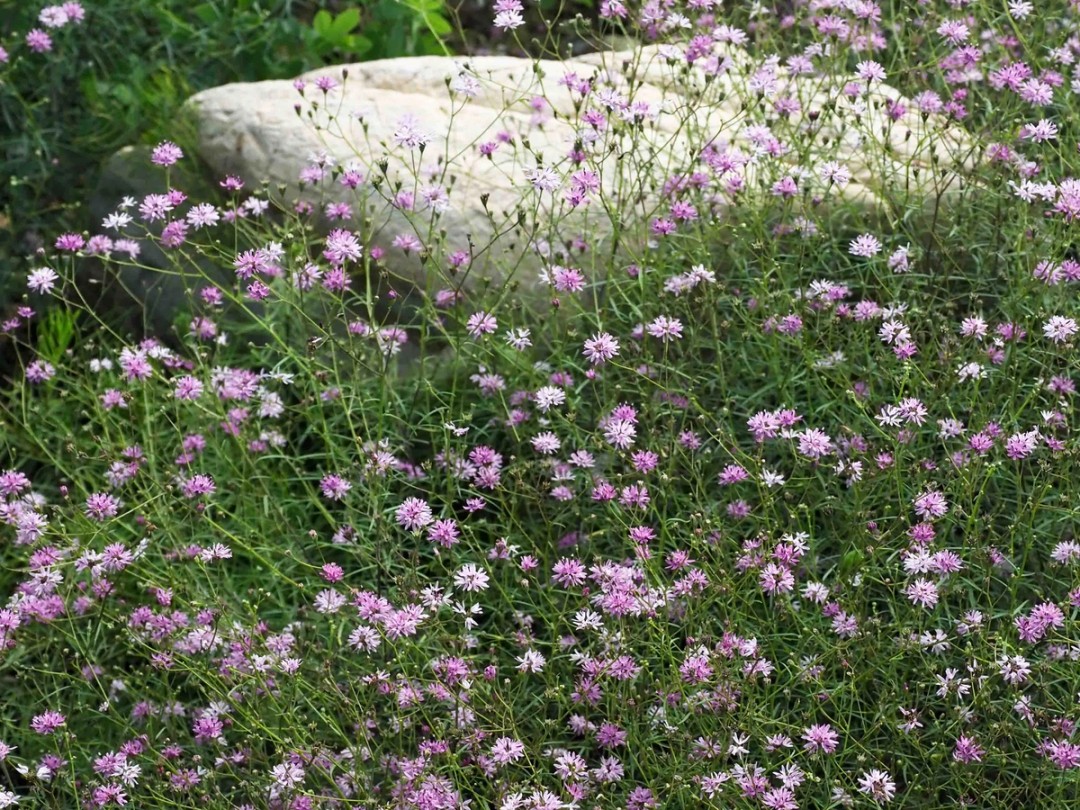 Masses of pink flowers