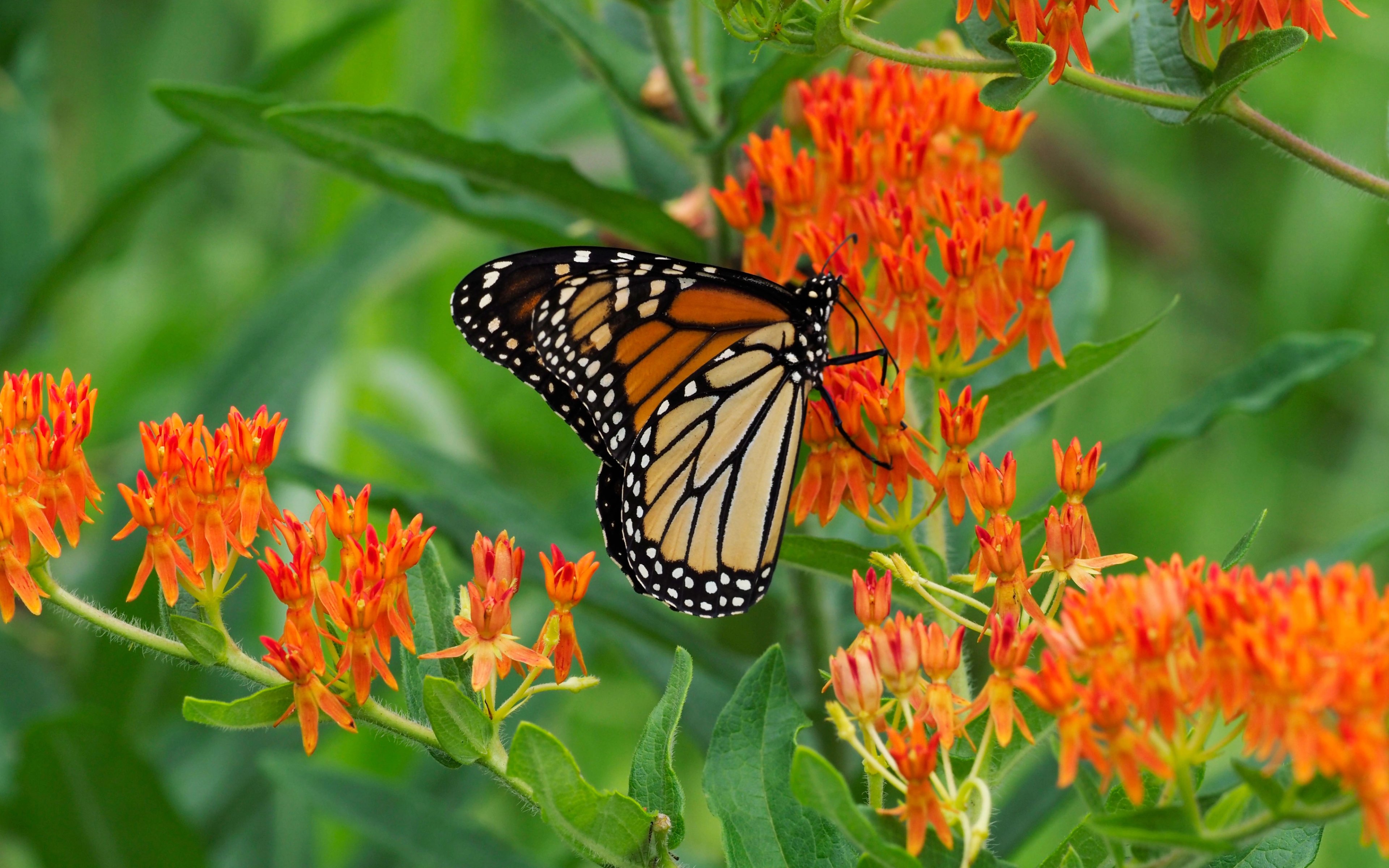 Butterfly milkweed with Monarch butterfly