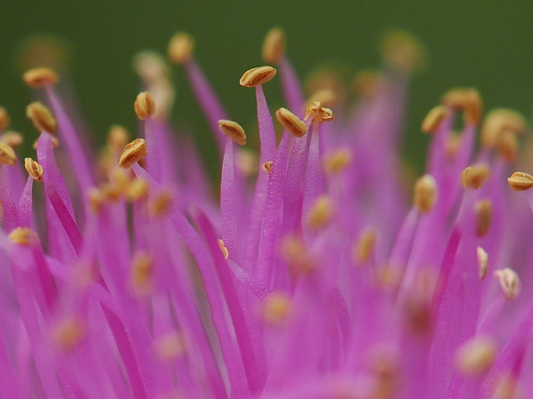 Filaments and anthers