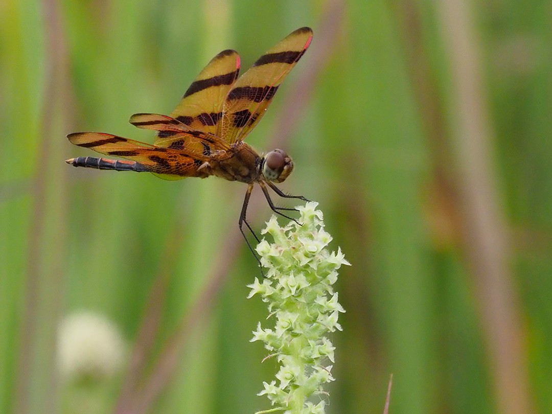 Halloween pennant