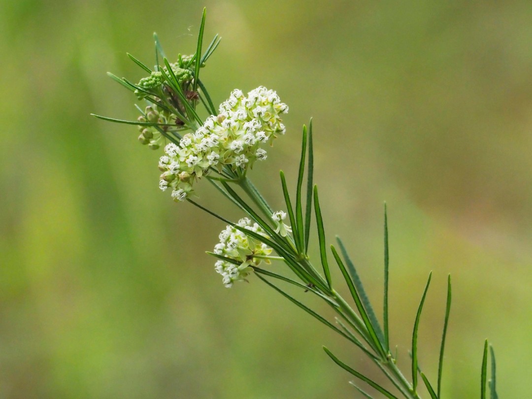 Umbels of white flowers