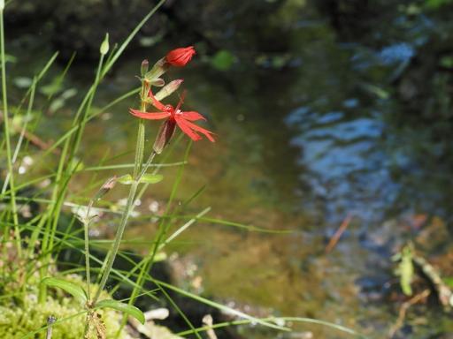 Flowering along a creek bank