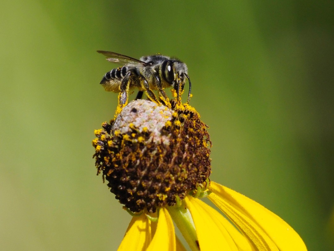 Leaf-cutter bee