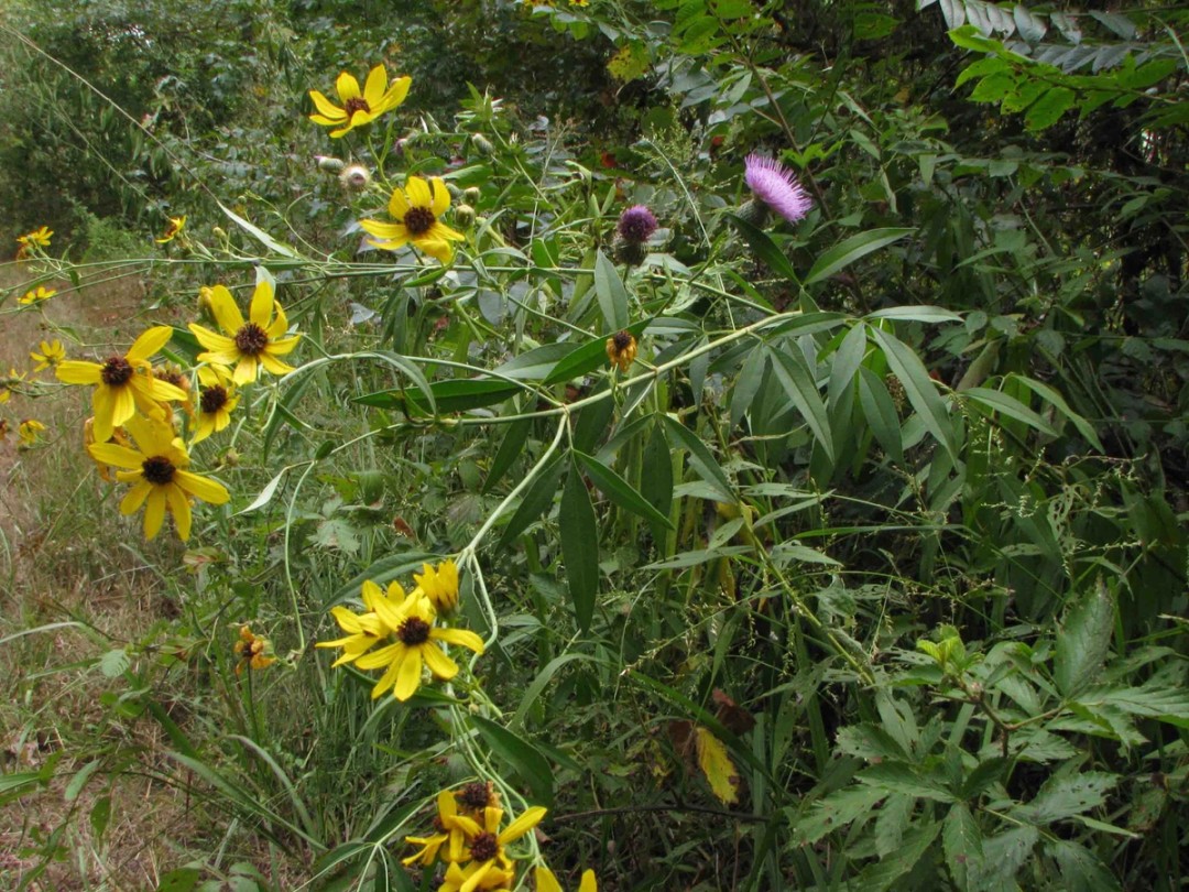 Tall thistle
