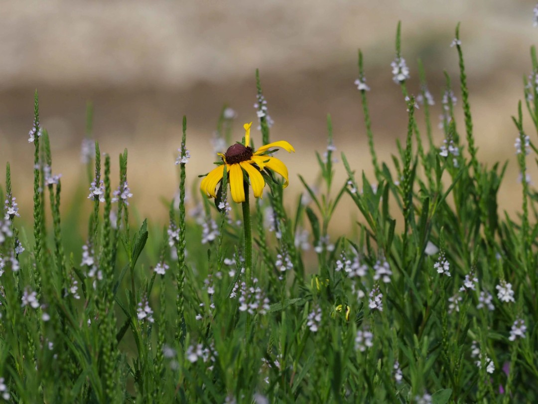 with Rudbeckia hirta