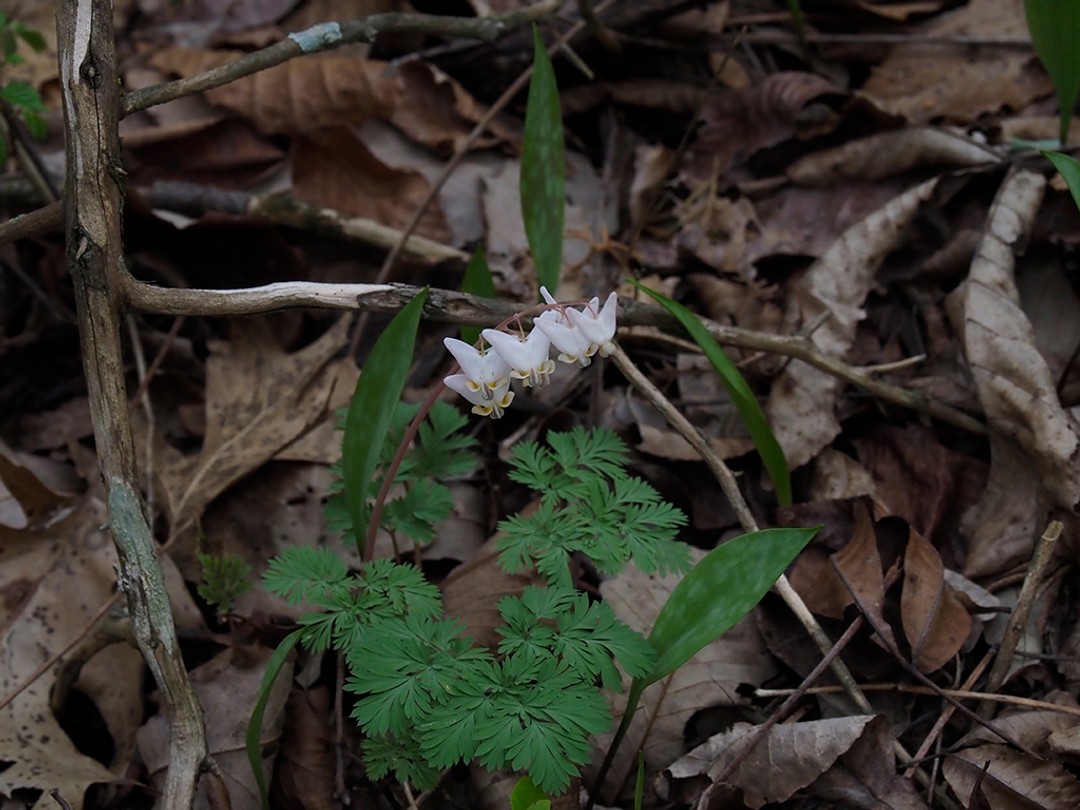 Dutchman's breeches flowers and leaves