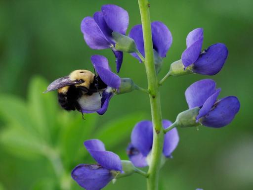 Brown-belted Bumble Bee reaching nectar