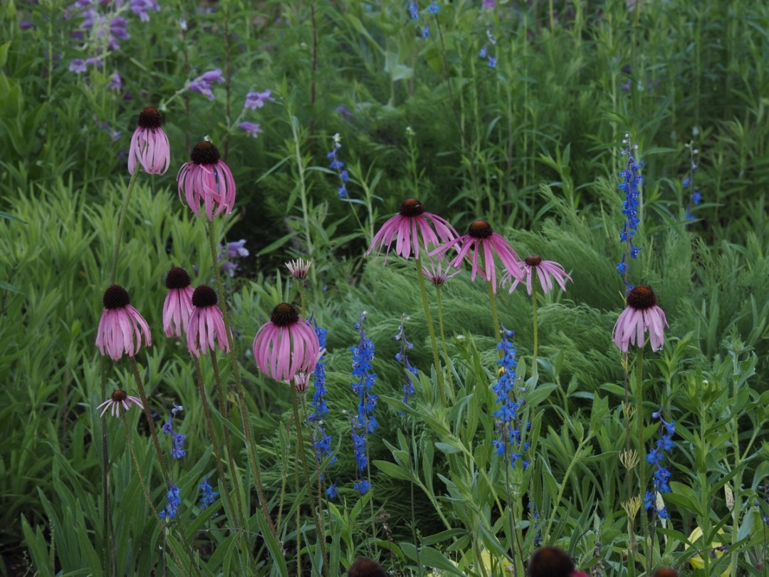 Delphinium carolinianum