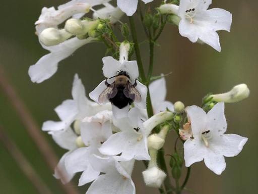 Anthophora abrupta