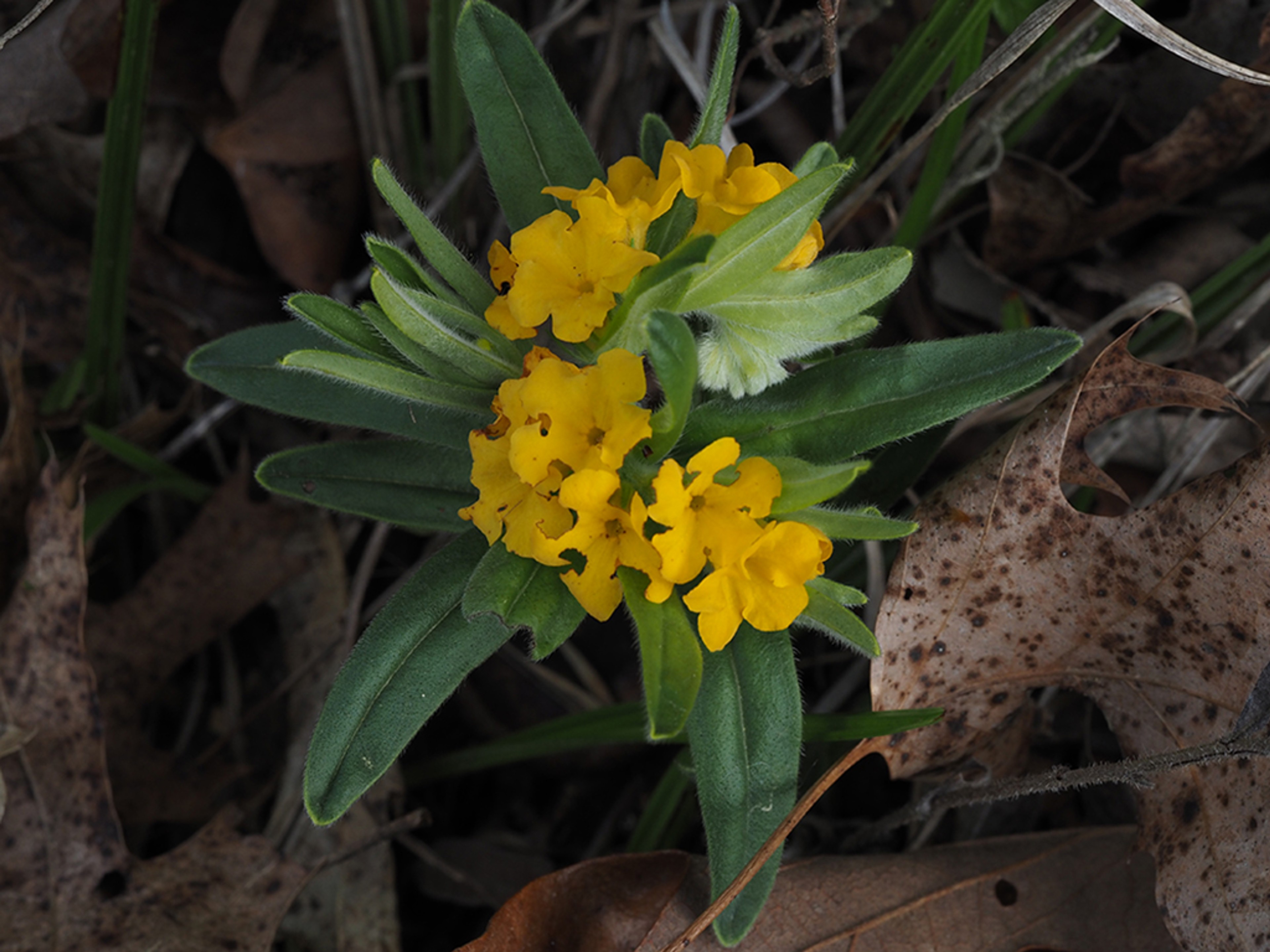 Flower damage by insects
