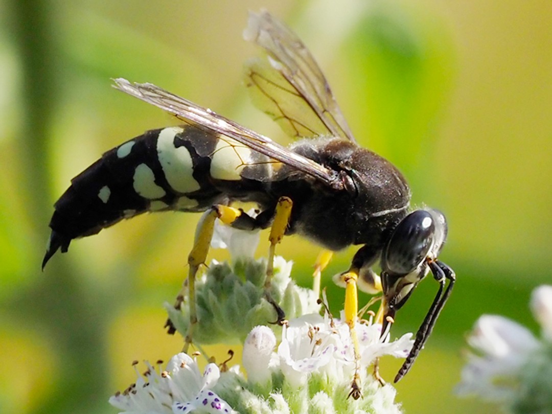Horse guard wasp