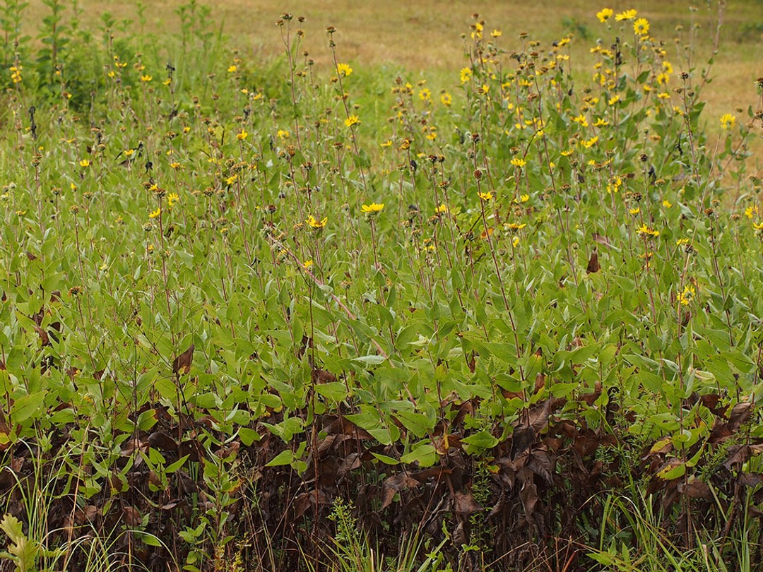 Blackened foliage in year of drought
