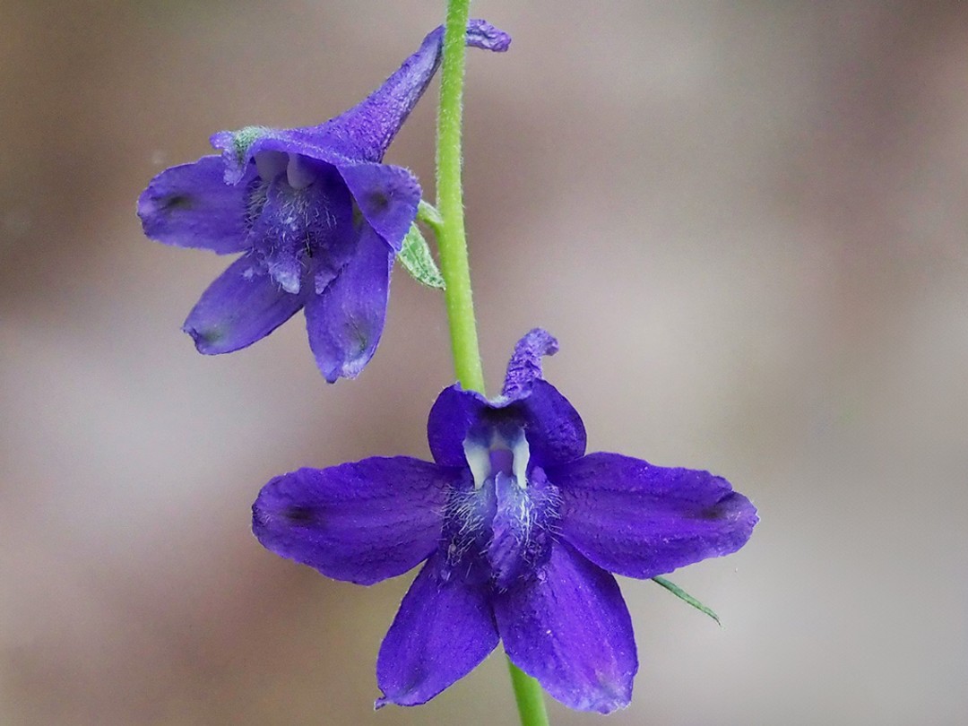 Dark blue violet flowers