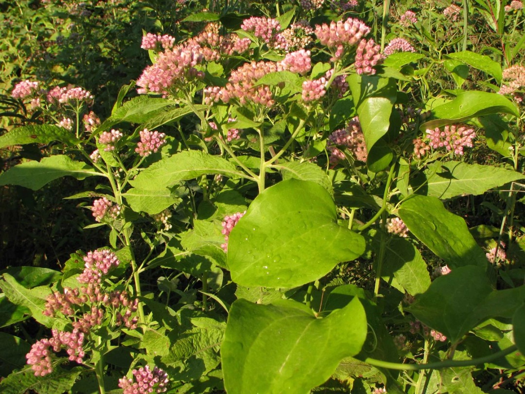 Smilax rotundifolia