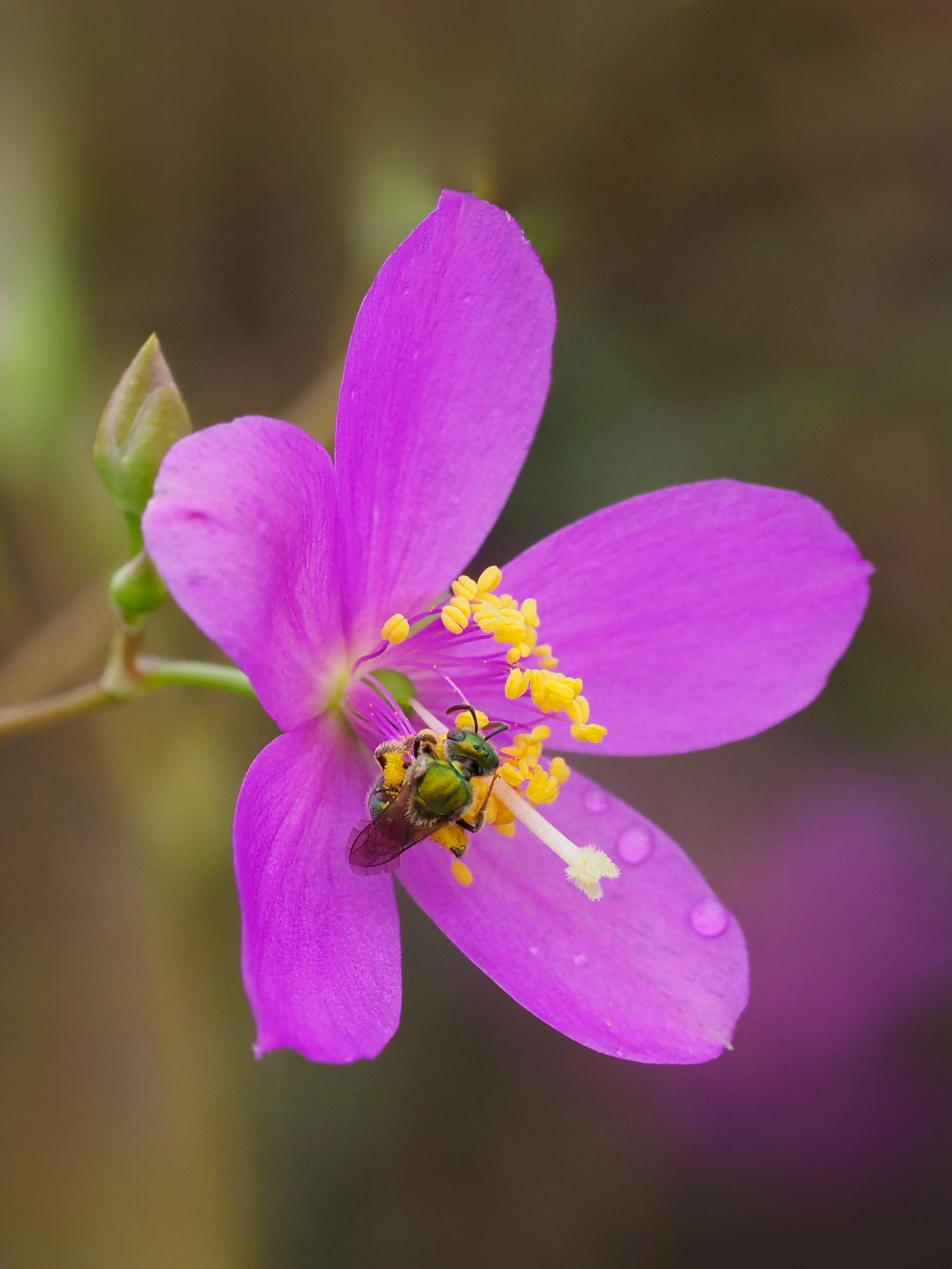 Pink flower of Fame flower