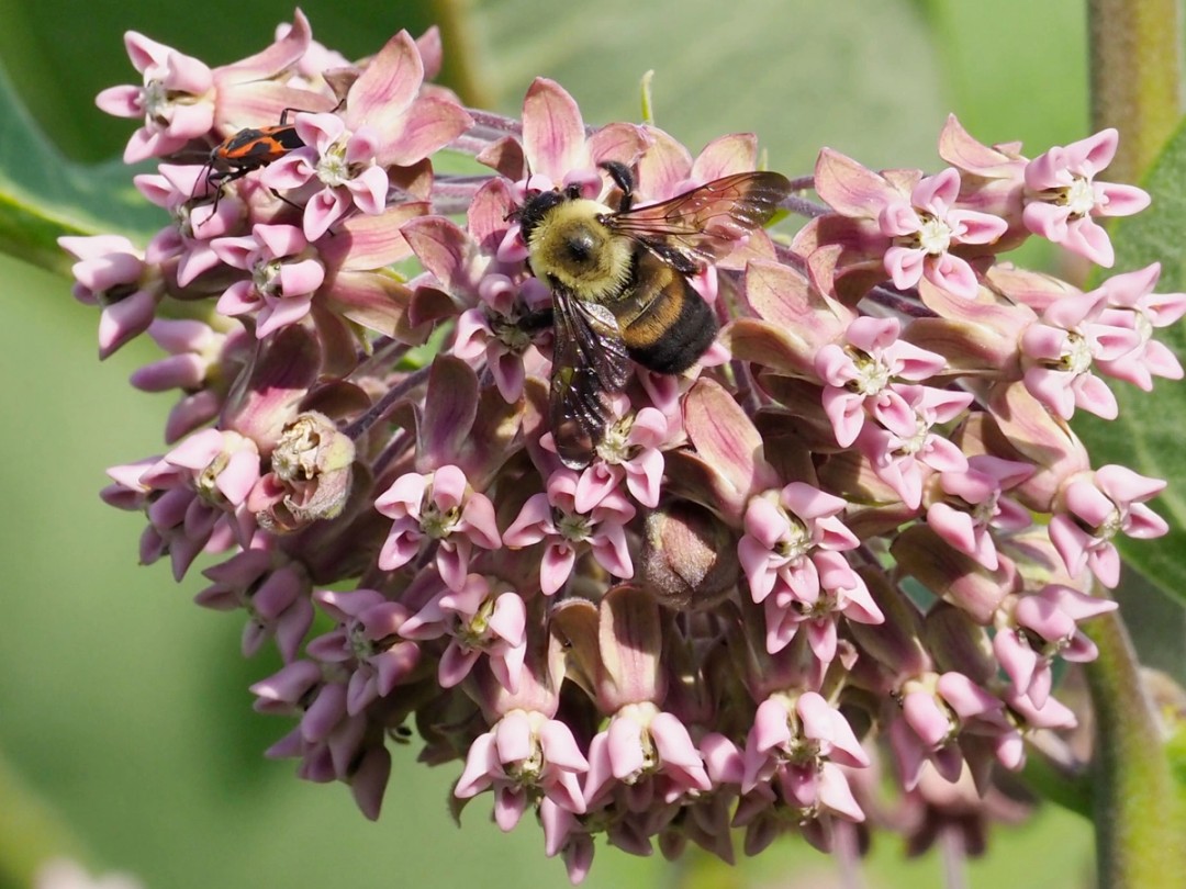 Bombus griseocollis