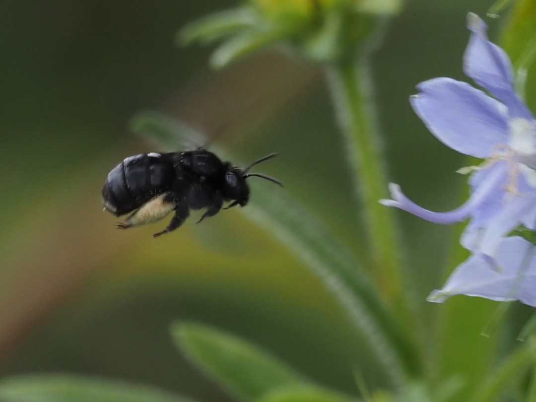 Long-horned bee