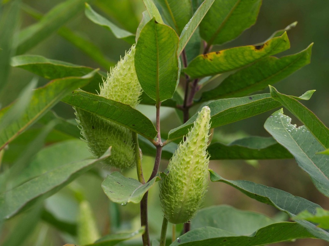 Green, unrope seed pods