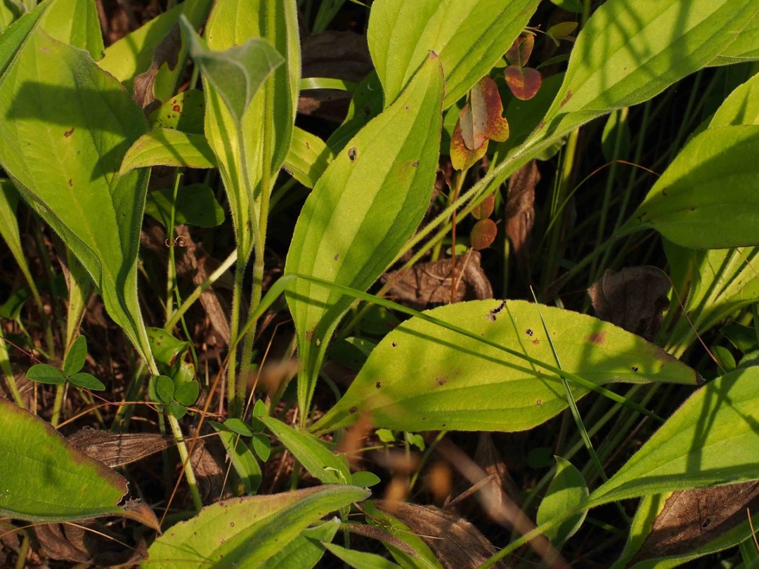 2 veins on each leaf side