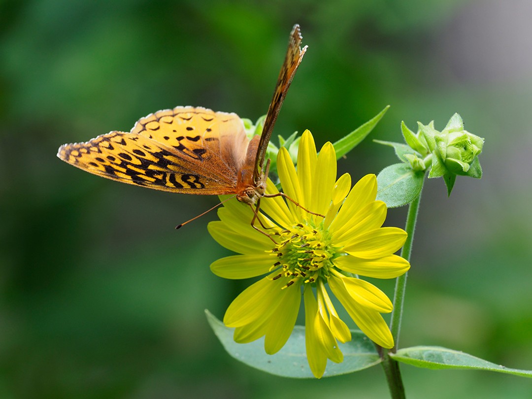 Great Spangled Fritillary