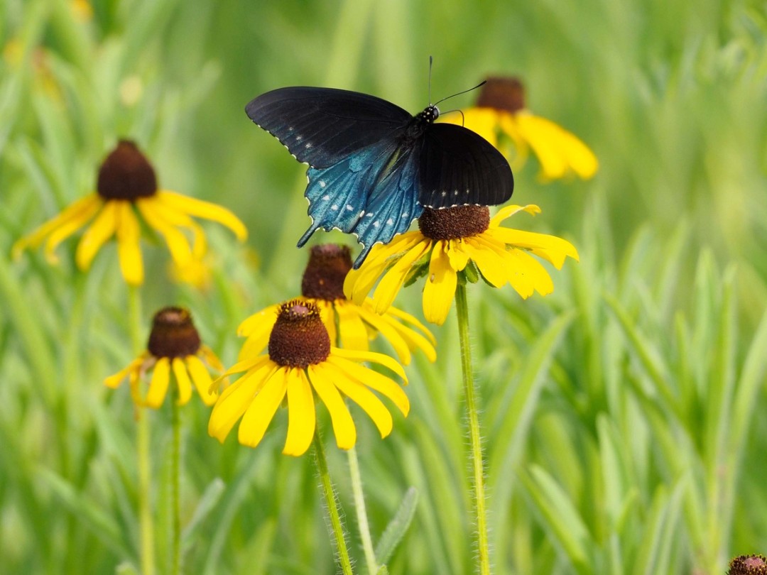 Pipevine swallowtail