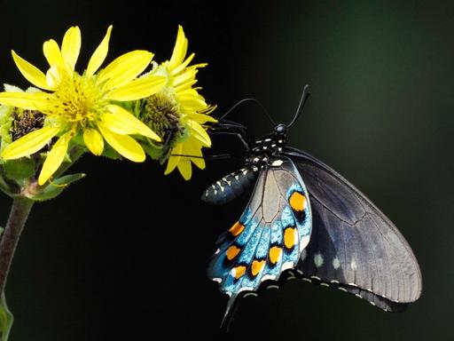 Pipevine Swallowtail