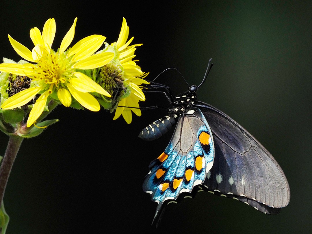 Pipevine Swallowtail