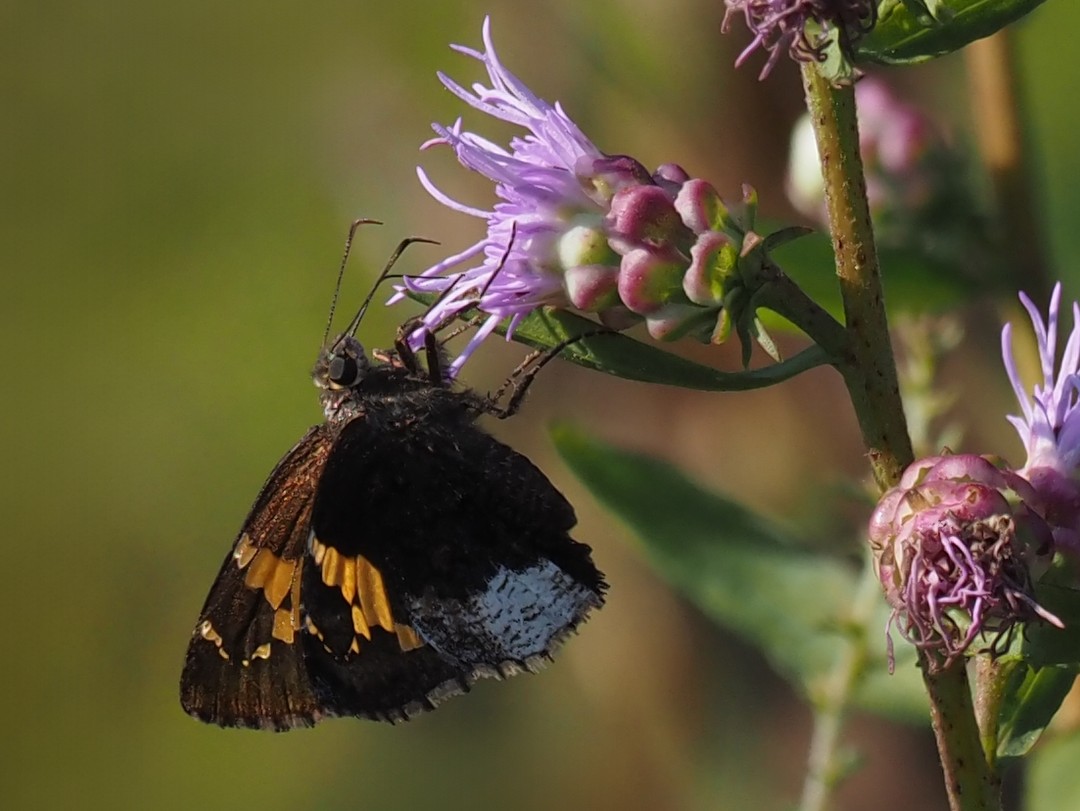 Hoary Edge Skipper