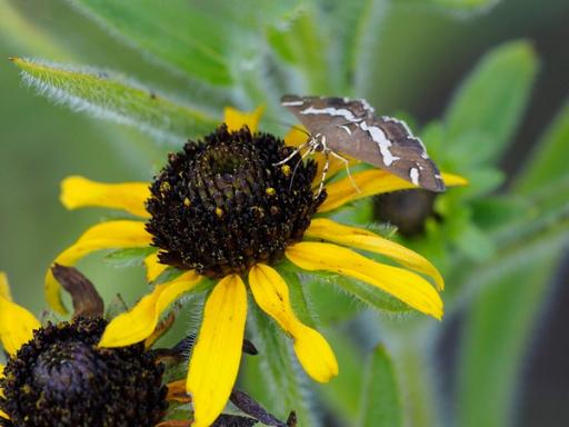 Hawaiian Beet Webworm Moth