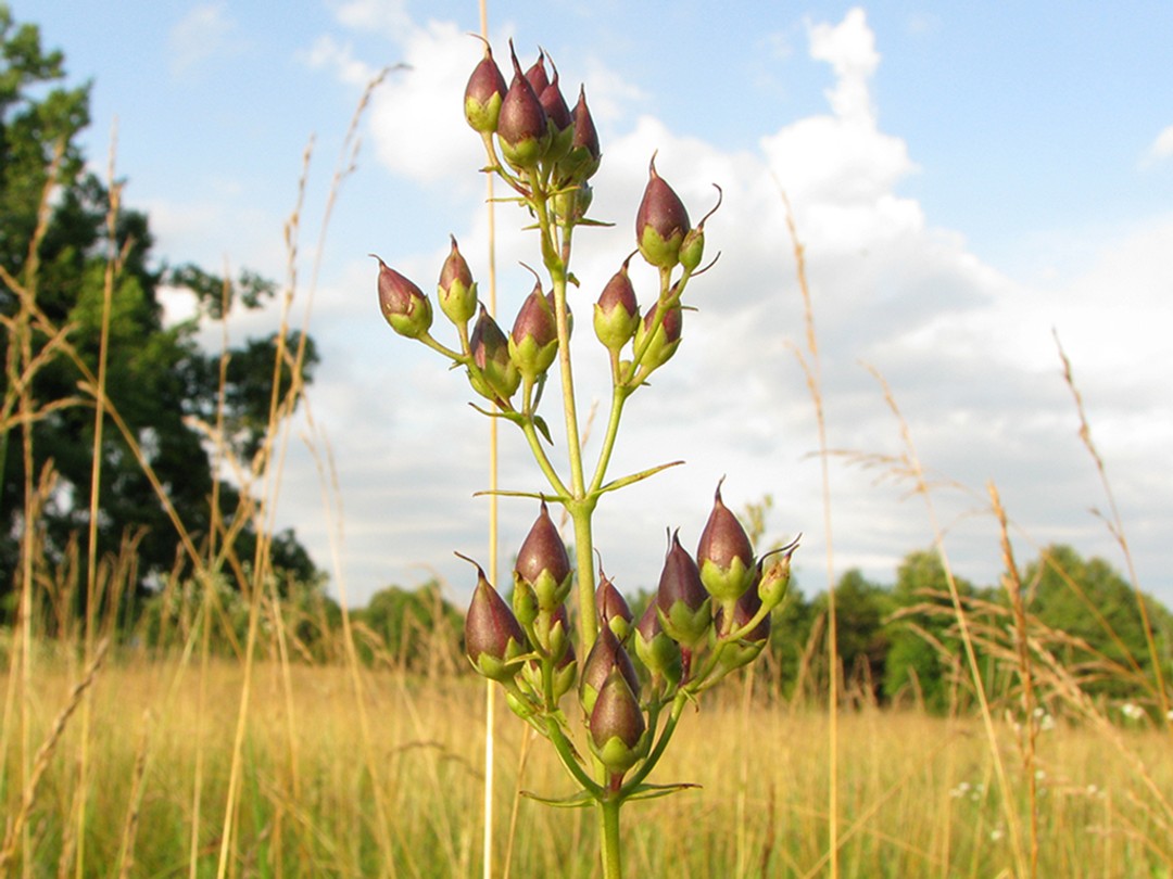 Reddish seed pods