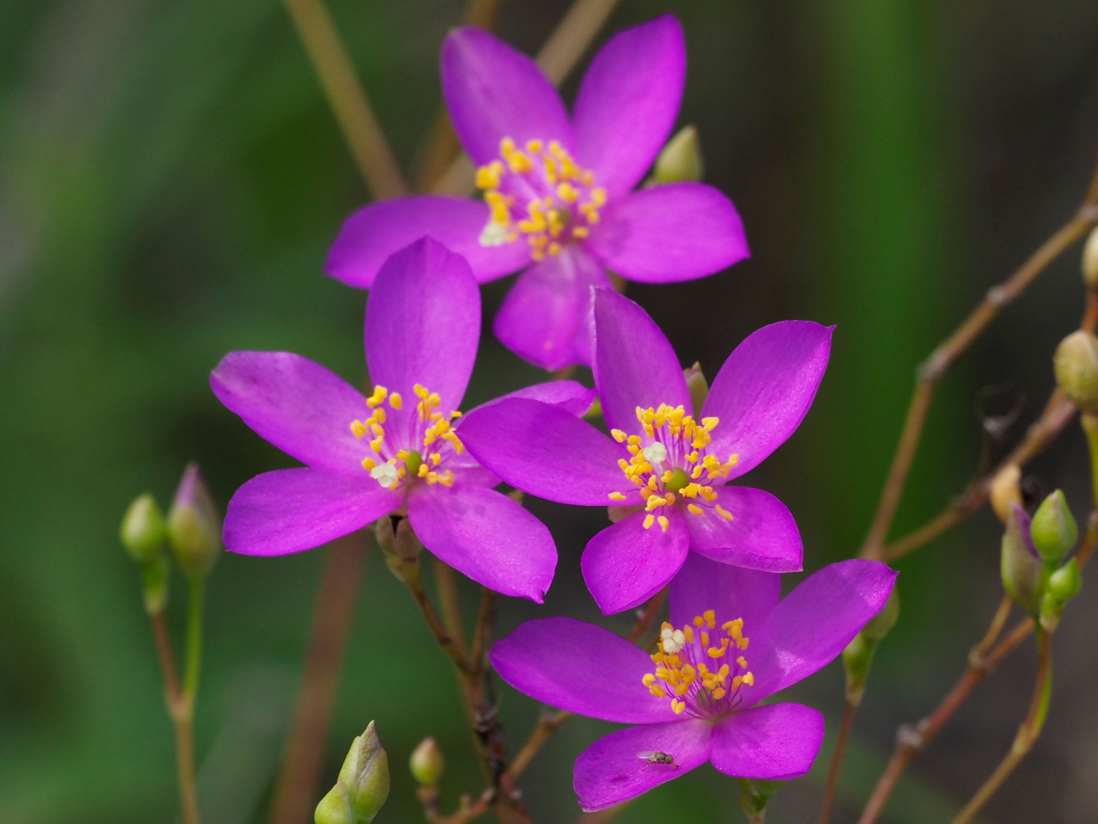 Phemeranthus calycinus
