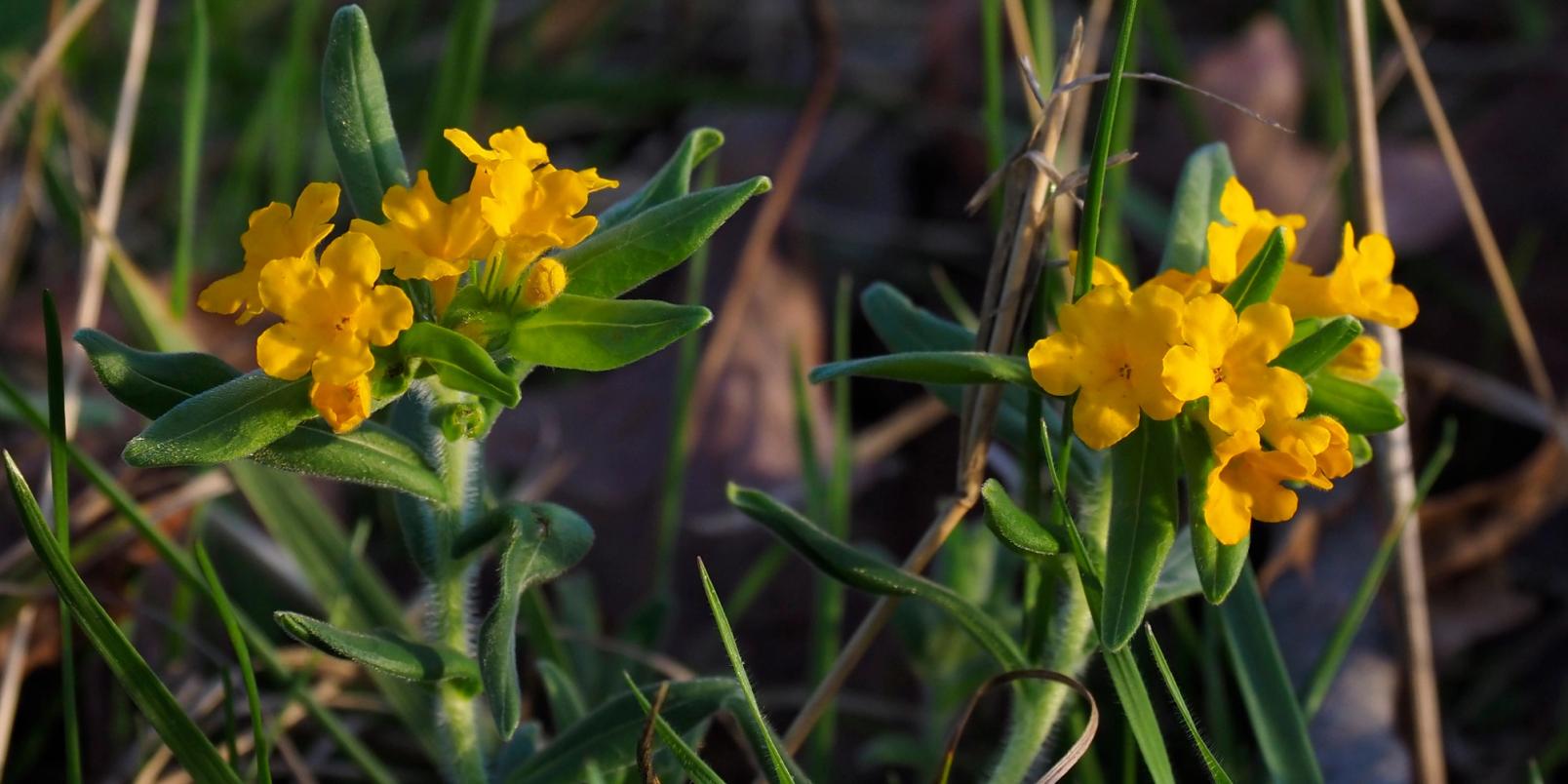 Yellow-orange flowers of Lithospermum canescens