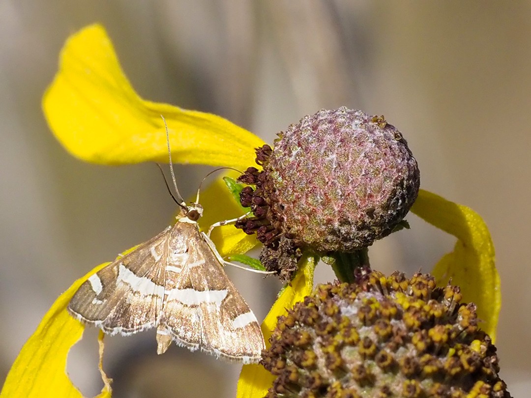 Hawaiian Beet Webworm Moth