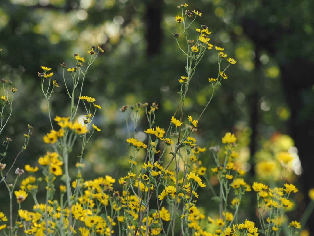 Woodland edge habitat
