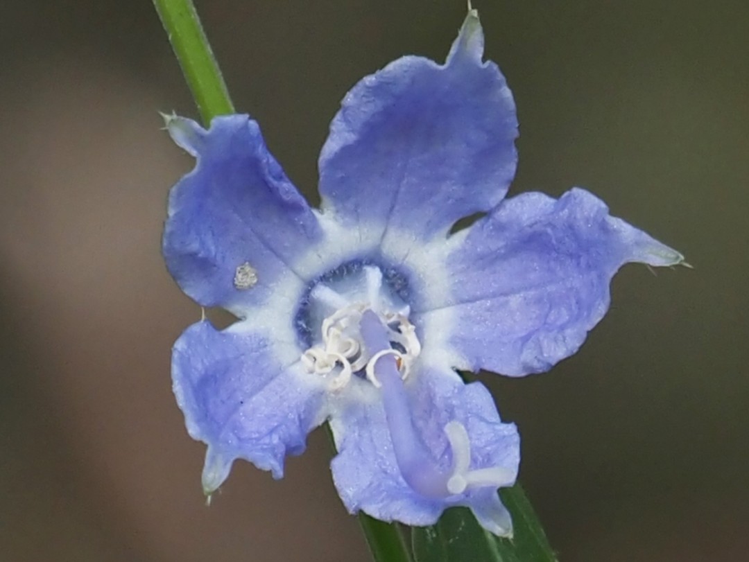 Blue flower