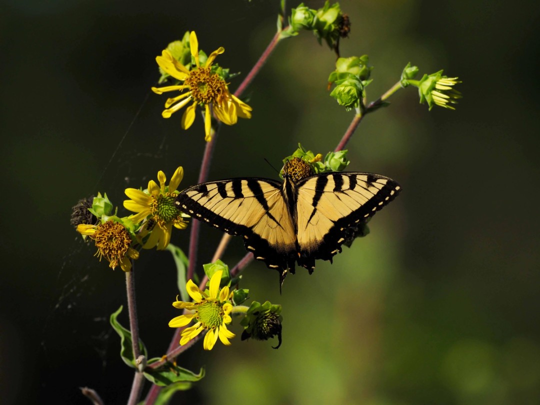 Eastern Tiger Swallowtail