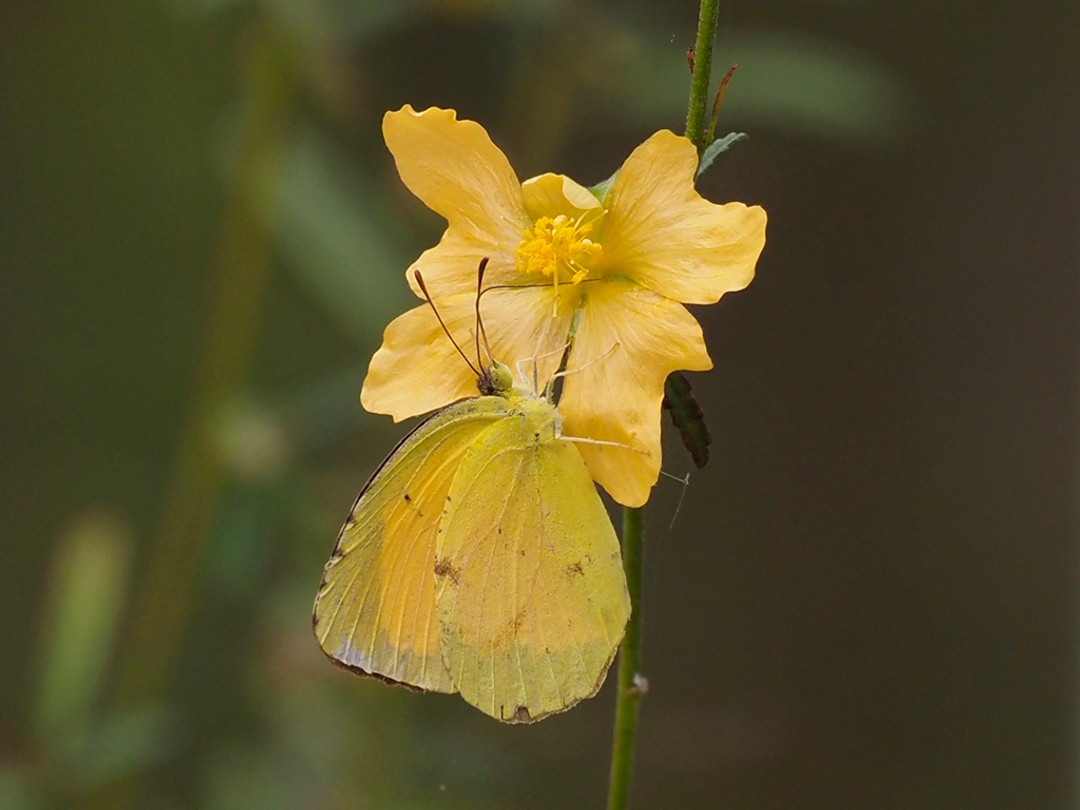 Sleepy Orange butterfly