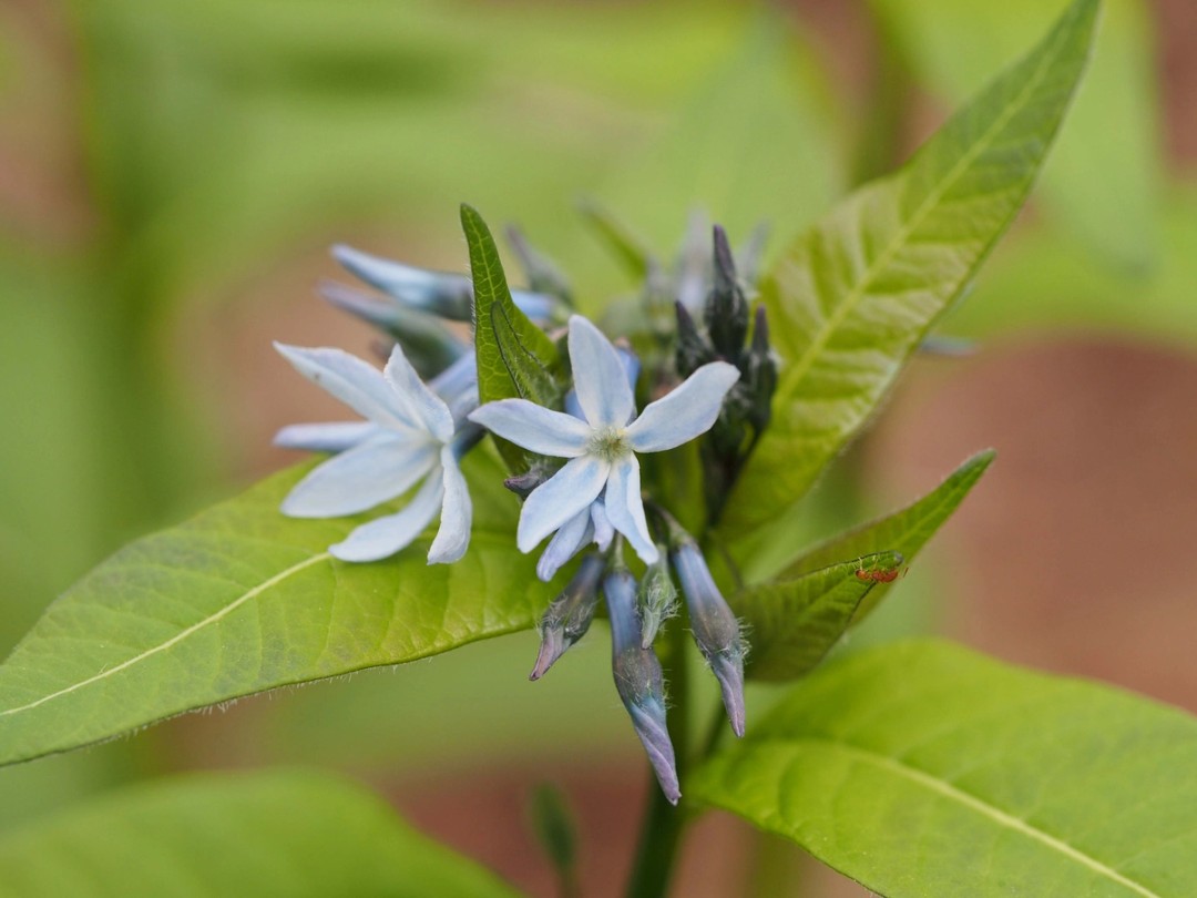Five blue petals