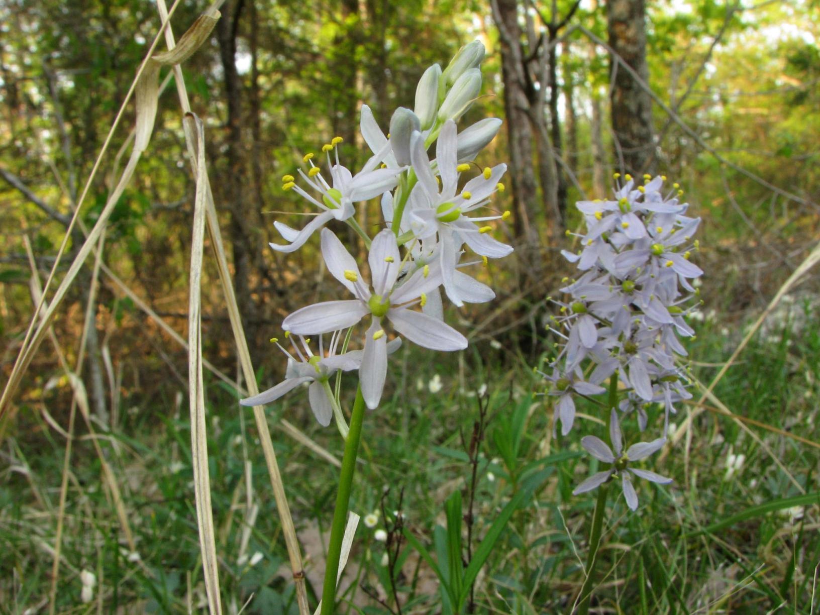 Pale blue to lavender flowers