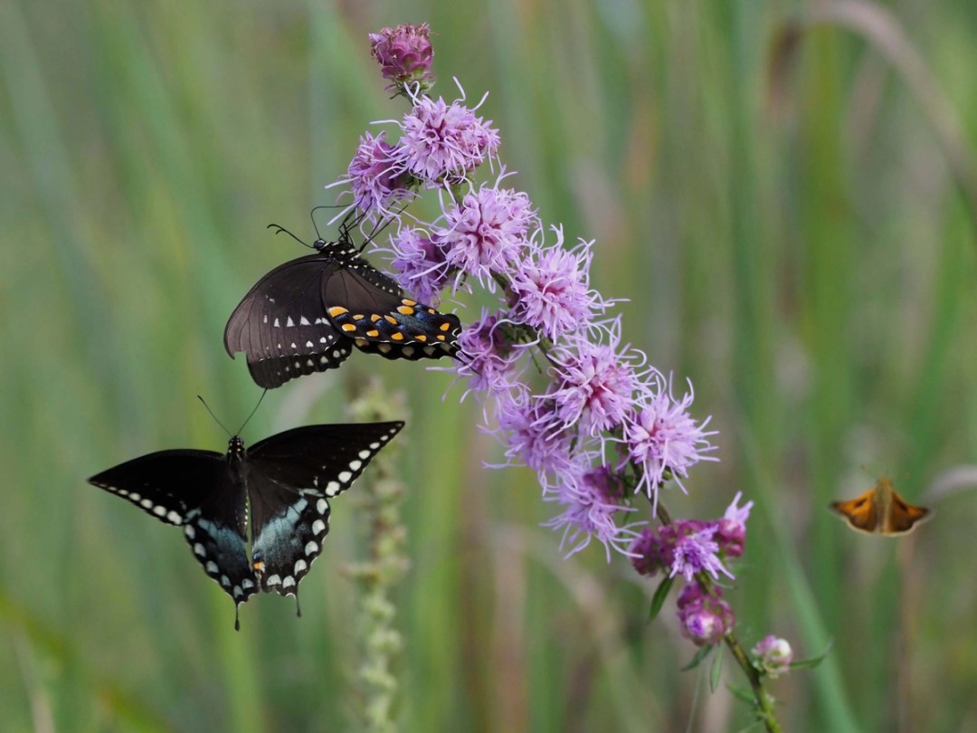 Male and Female Spicebush Swallowtail