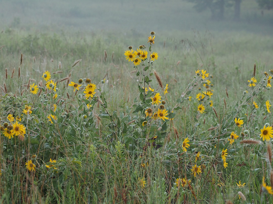 Ashy sunflower colony in grassland