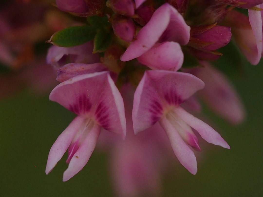 Close view of flowers