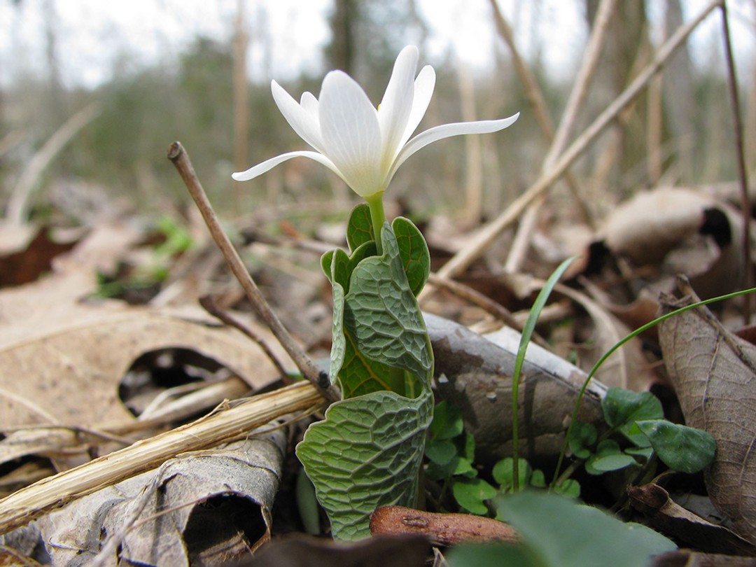 The flower is held above the loosely wrapped leaf