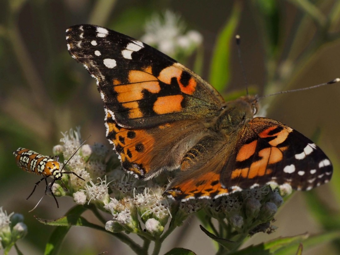 Painted Lady