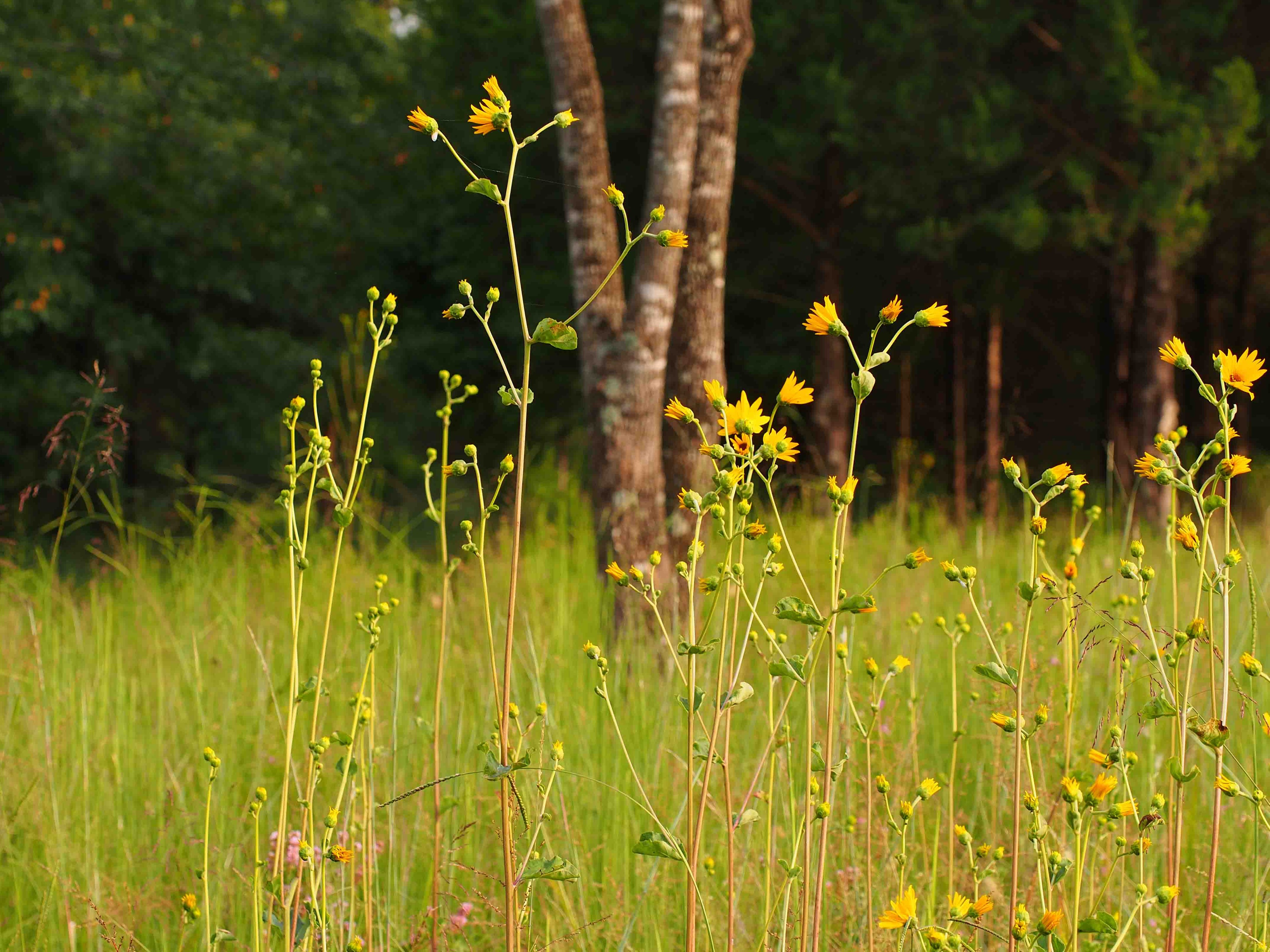Ozark sunflower showing height, buds, flower
