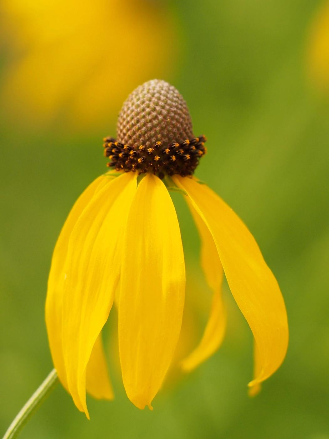 Yellow flower of Ratibida pinnata